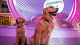 All paws on deck for Icon of the Seas