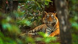 Cambodia’s last known tiger was filmed on a camera trap in in 2007.