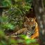 Purr-fect move: Big cats on their way to Cambodia